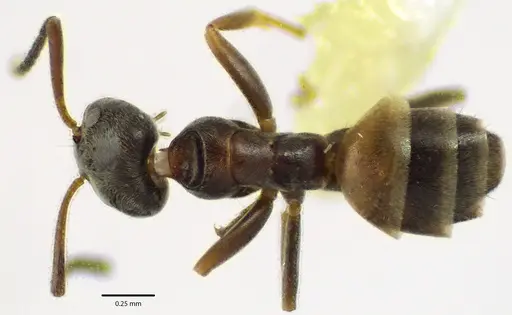 Forelius pruinosus - ANTWEB1041660