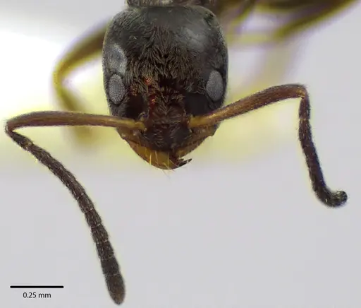 Forelius pruinosus - ANTWEB1041660