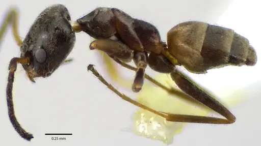 Forelius pruinosus - ANTWEB1041660