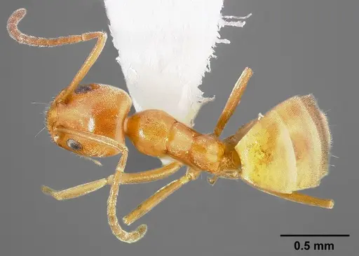 Forelius pruinosus - CASENT0005320