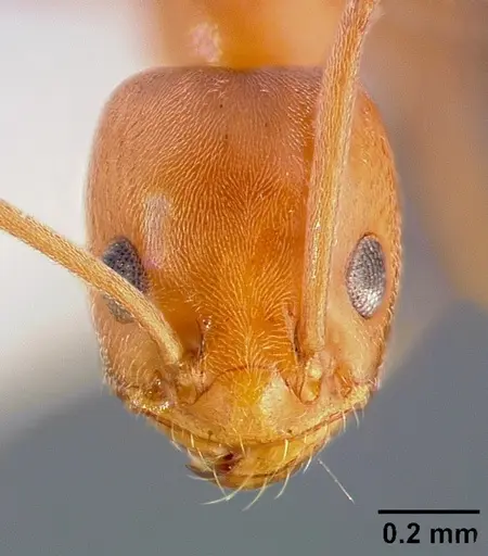 Forelius pruinosus - CASENT0005320