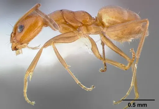 Forelius pruinosus - CASENT0005320