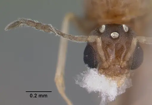 Forelius pruinosus - CASENT0102698