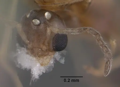 Forelius pruinosus - CASENT0102698