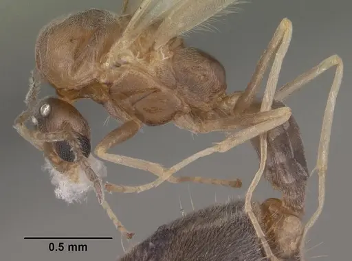 Forelius pruinosus - CASENT0102698