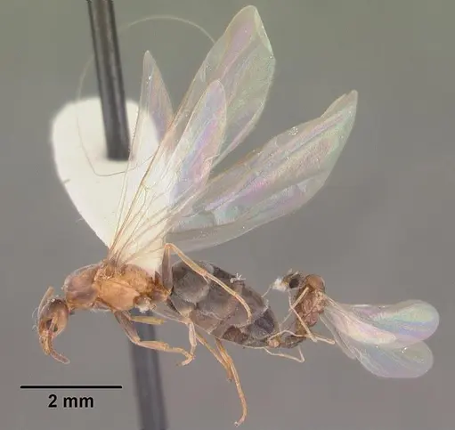 Forelius pruinosus - CASENT0102698