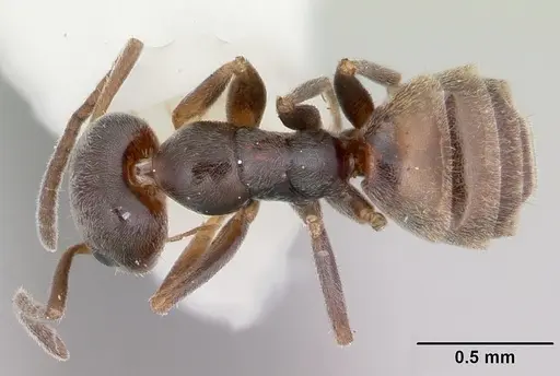 Forelius pruinosus - CASENT0103169