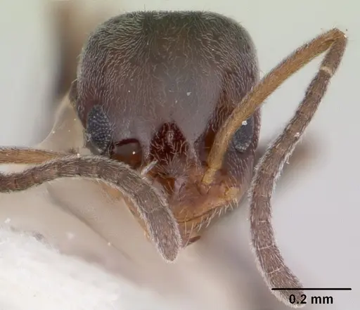 Forelius pruinosus - CASENT0103169