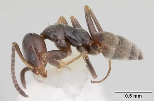 Forelius pruinosus - CASENT0103169