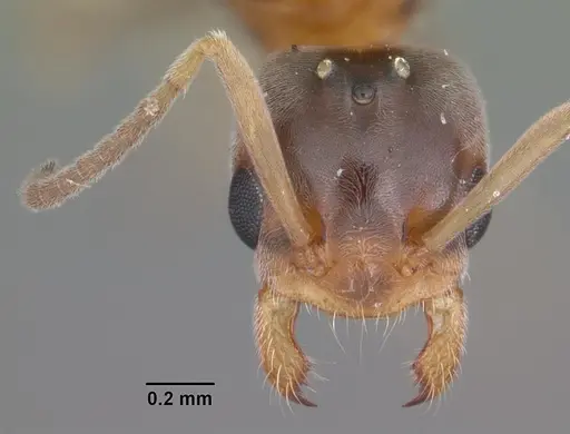 Forelius pruinosus - CASENT0103908