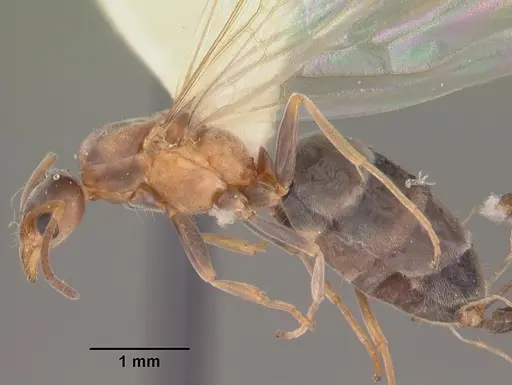 Forelius pruinosus - CASENT0103908