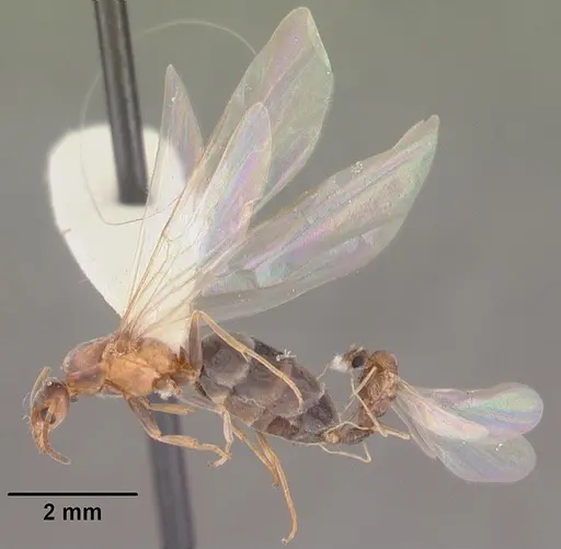 Forelius pruinosus - CASENT0103908