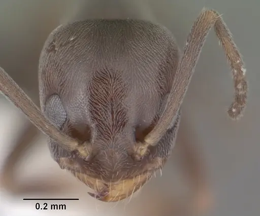 Forelius pruinosus - CASENT0103912