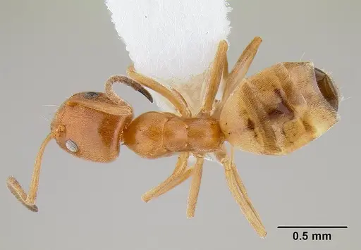 Forelius pruinosus - CASENT0106039