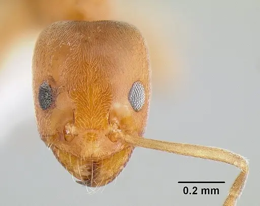 Forelius pruinosus - CASENT0106039