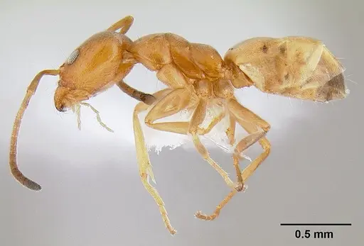 Forelius pruinosus - CASENT0106039