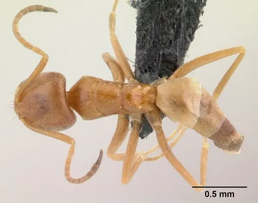 Forelius pruinosus - CASENT0196149