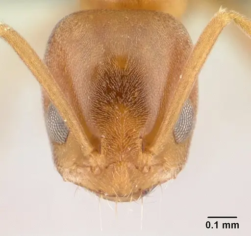 Forelius pruinosus - CASENT0196149