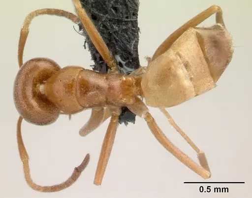 Forelius pruinosus - CASENT0196151