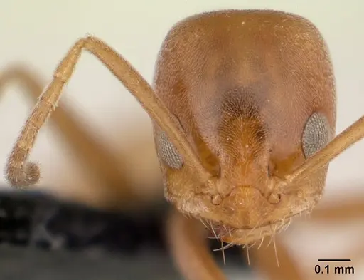 Forelius pruinosus - CASENT0196151