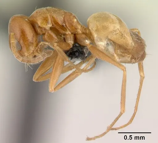 Forelius pruinosus - CASENT0196151