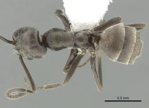 Forelius pruinosus - CASENT0249695