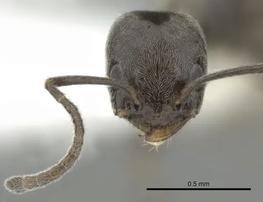 Forelius pruinosus - CASENT0249695