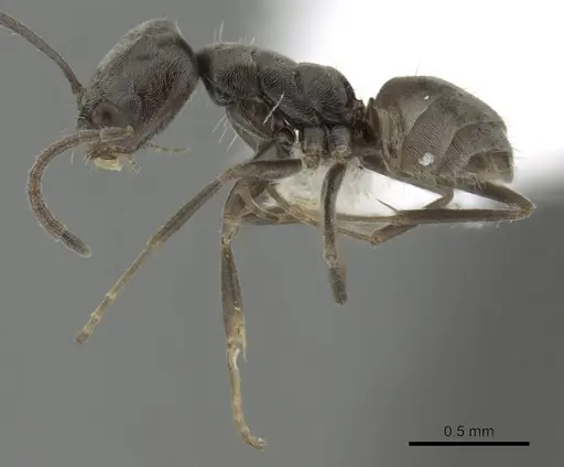 Forelius pruinosus - CASENT0249695