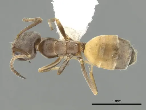 Forelius pruinosus - CASENT0249696