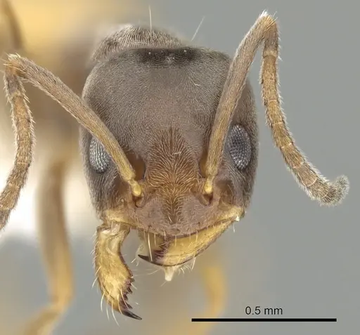 Forelius pruinosus - CASENT0249696