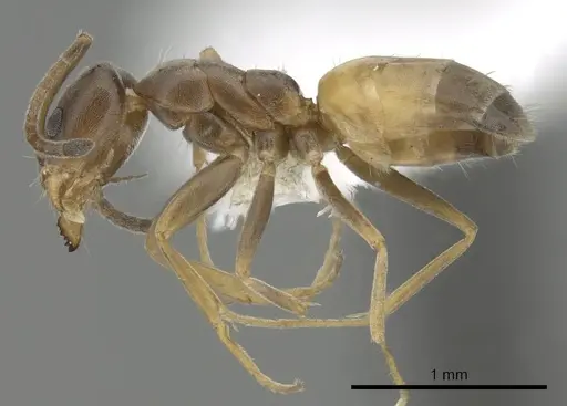 Forelius pruinosus - CASENT0249696