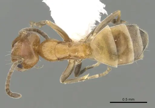 Forelius pruinosus - CASENT0249697