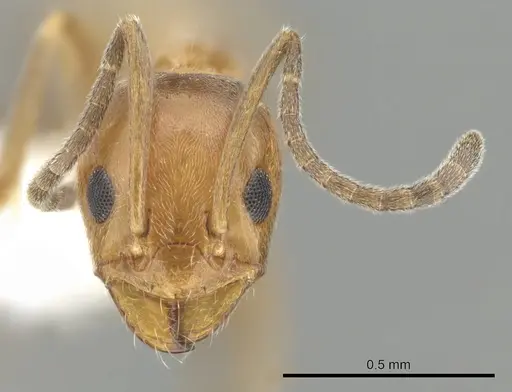 Forelius pruinosus - CASENT0249697