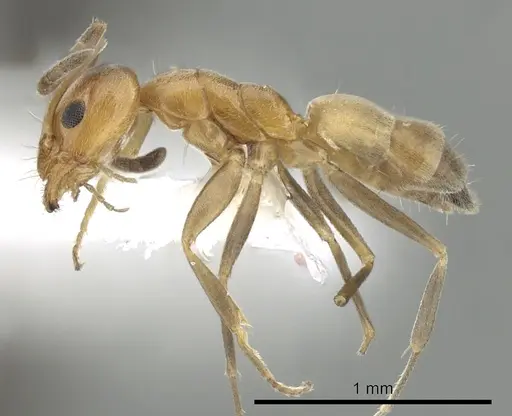 Forelius pruinosus - CASENT0249697