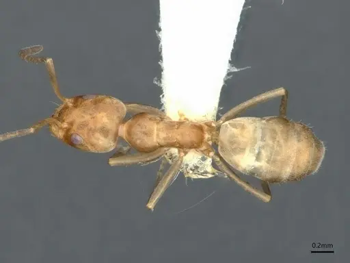 Forelius pruinosus - CASENT0841240
