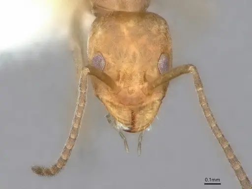 Forelius pruinosus - CASENT0841240