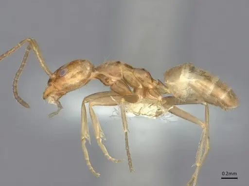 Forelius pruinosus - CASENT0841240