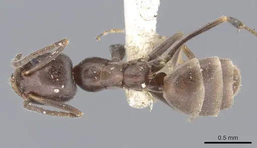 Forelius pruinosus - CASENT0915583