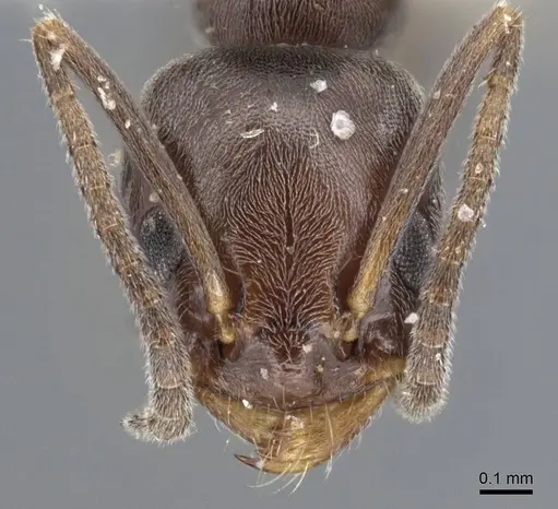 Forelius pruinosus - CASENT0915583