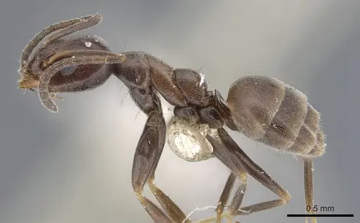 Forelius pruinosus - CASENT0915583