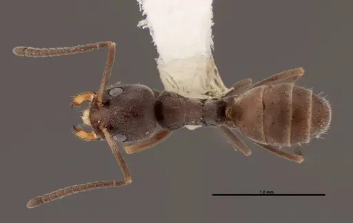 Forelius pruinosus - FMNHINS0000062863