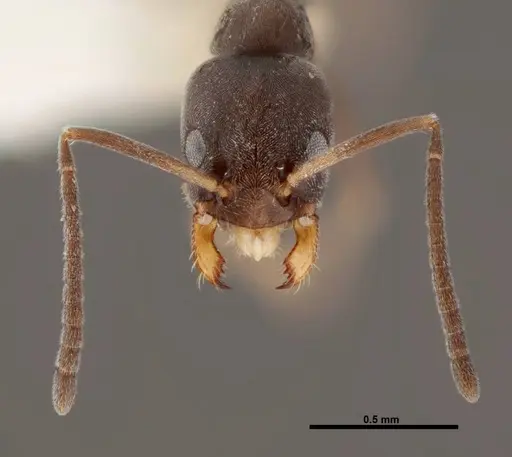 Forelius pruinosus - FMNHINS0000062863