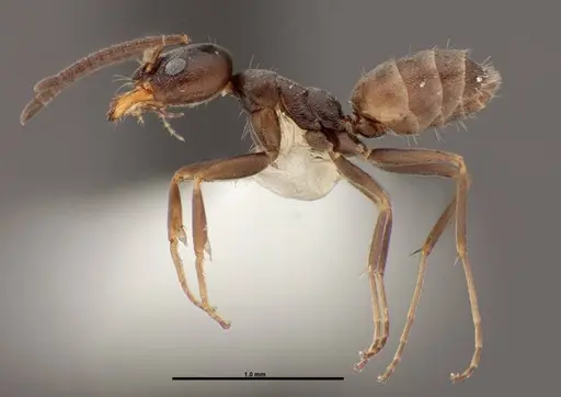 Forelius pruinosus - FMNHINS0000062863