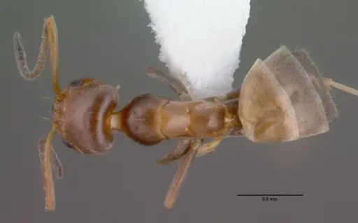 Forelius pruinosus - PSW14182-1