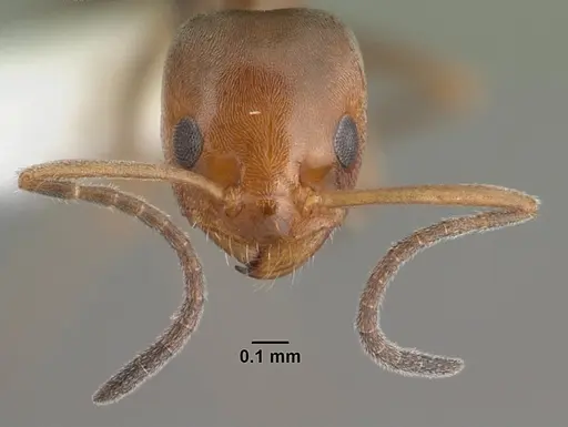 Forelius pruinosus - PSW14182-1