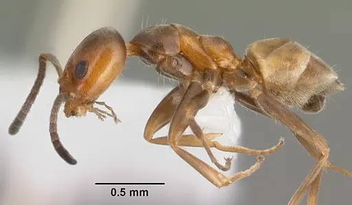 Forelius pruinosus - PSW14182-1