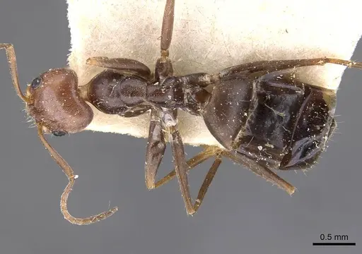 Forelius rubriceps specimen