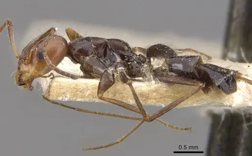 Forelius rubriceps specimen