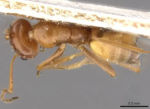 Forelius rufus specimen