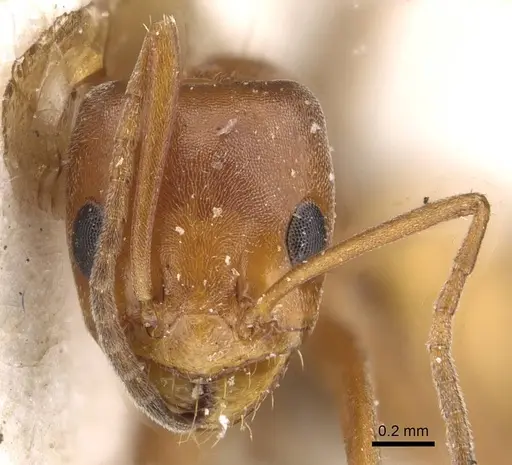 Forelius rufus specimen